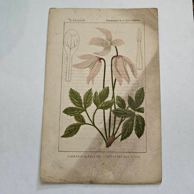 Original 19th-century French botanical lithograph by renowned botanist **Henri Ernest Baillon**, published in Paris...