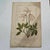 Original 19th-century French botanical lithograph by renowned botanist **Henri Ernest Baillon**, published in Paris...