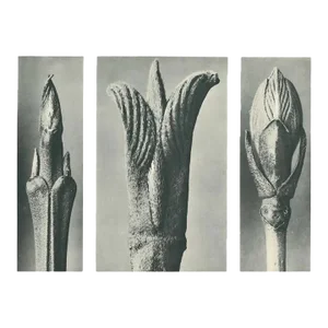 1928 Karl Blossfeldt Original Period Photogravure N10