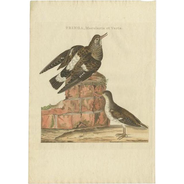Sepp & Nozeman, The Spotted Sandpiper, 1797, Print For Sale
