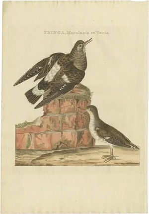Sepp & Nozeman, The Spotted Sandpiper, 1797, Print