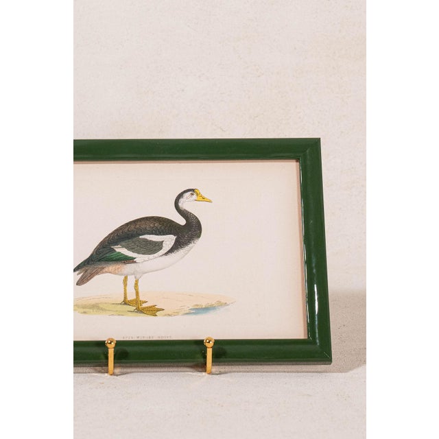 Antique hand-colored natural history engraving of a duck, circa 1865, presented in a contemporary green lacquer frame.