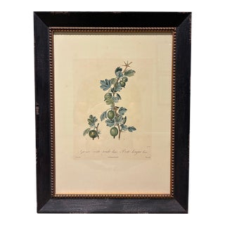 Vintage French Gooseberry Botanical Print in Distressed Black & Gold Frame For Sale