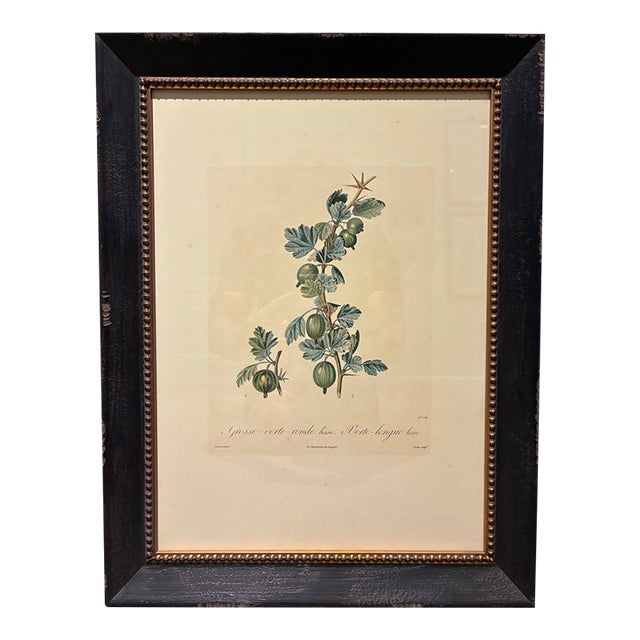 Vintage French Gooseberry Botanical Print in Distressed Black & Gold Frame For Sale