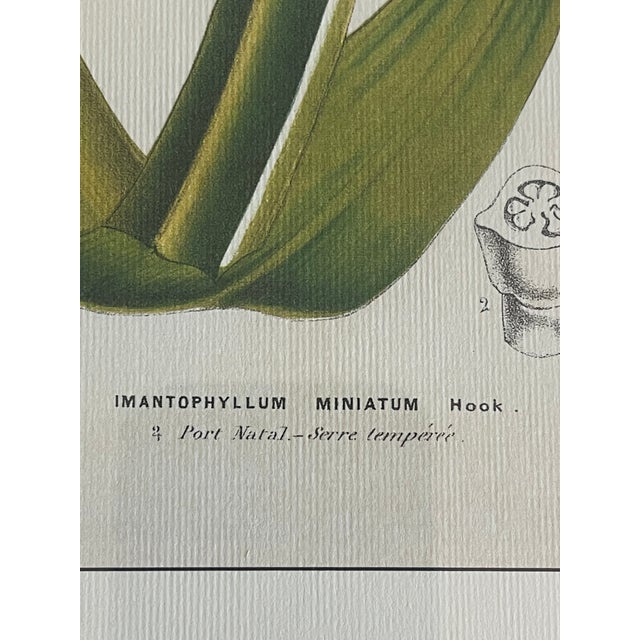 1970s Vintage De Houte Botanical Chromolithograph in Gold Frame For Sale - Image 5 of 5
