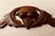 American 19th C. Hand-Carved Walnut Architectural Fragment - Acorn & Oak Leaf Medallion For Sale - Image 3 of 13