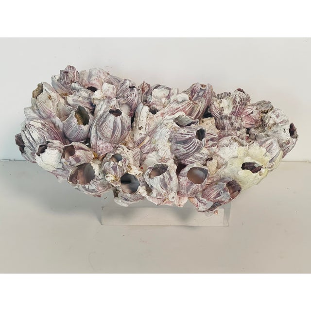 Large barnacles cluster on lucite block stand for coastal decor.