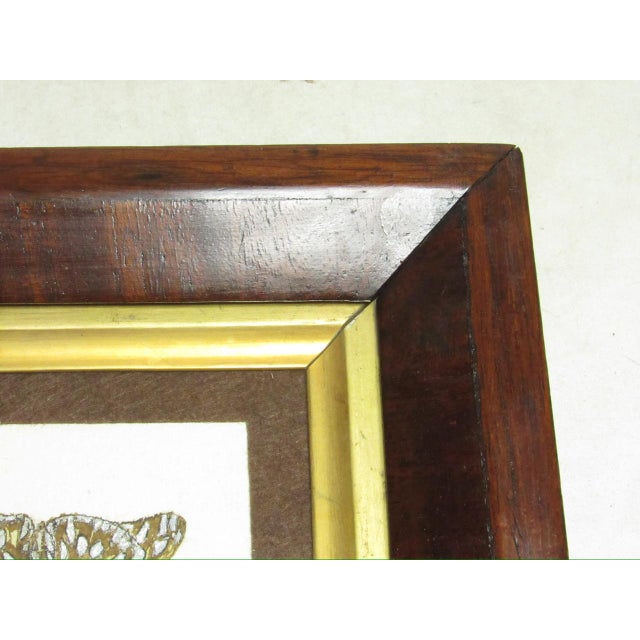 Pair of Antique English Framed Moth Paintings For Sale - Image 10 of 18