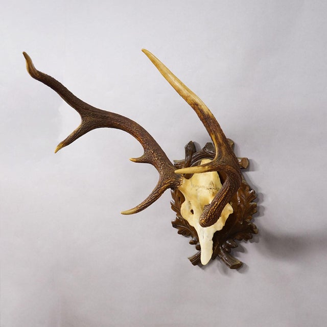 Abnorm Black Forest Red Deer Trophy on Carved Plaque Germany 1930s Item e8172 A large 8 pointer red deer (Cervus elaphus)...