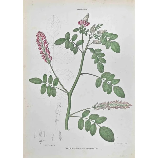 Lithograph hand watercolored. Belongs to the Series "Atlante di Botanica popolare ossia Illustrazione di Piante Notevoli...