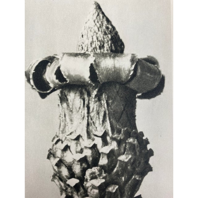 Traditional 1940s Botanical Blossfeldt Print - No. 41 For Sale - Image 3 of 5