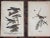 Antique 19th Century American Bird Lithographs - Set of 12 For Sale - Image 4 of 8
