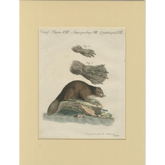 Bertuch, Beaver with Webbed Feet, 1792, Engraving For Sale - Image 9 of 9
