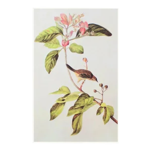 Bachman's Sparrow After Audubon, 1966 Cottage Print