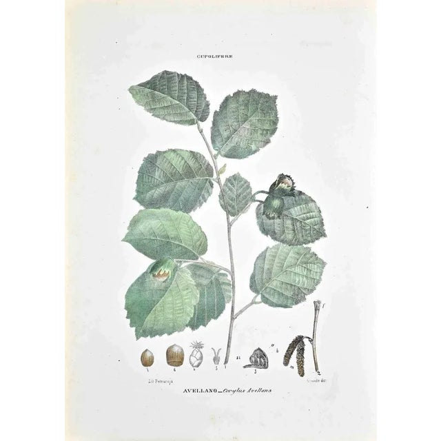 Lithograph hand watercolored. Belongs to the Series "Atlante di Botanica popolare ossia Illustrazione di Piante Notevoli...