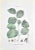 Lithograph hand watercolored. Belongs to the Series "Atlante di Botanica popolare ossia Illustrazione di Piante Notevoli...