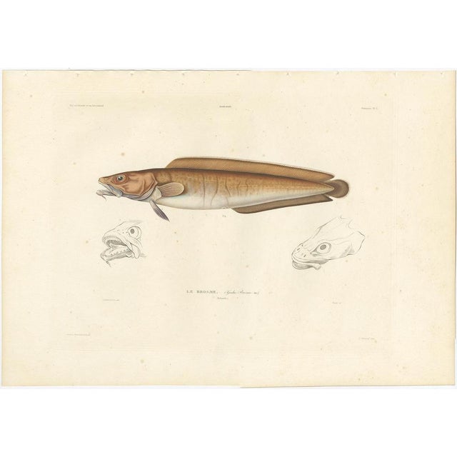 Blanchard, Cusk (Brosme Brosme) with Anatomical Studies, 1845, Print For Sale - Image 3 of 12