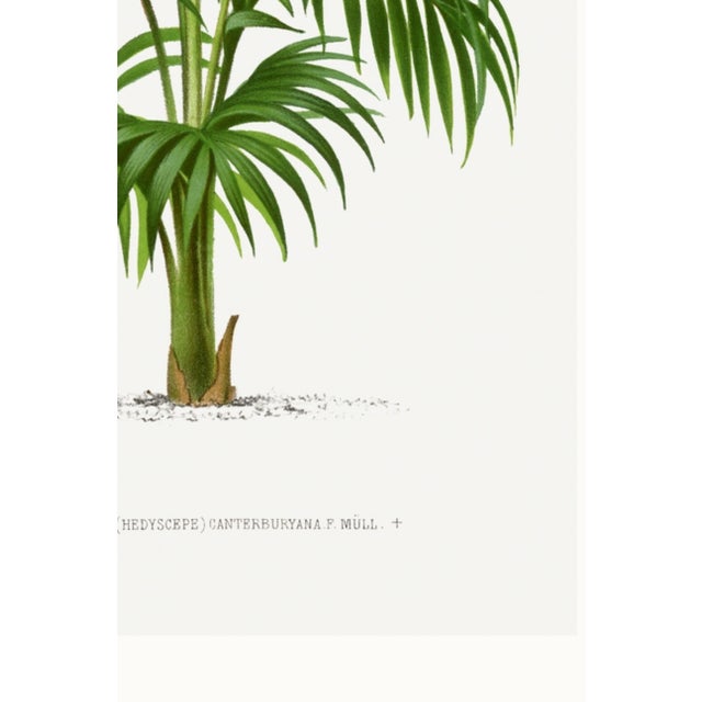Vintage Palm Botanical Study, Art Print Reproduction, 16" X 24" For Sale - Image 9 of 9
