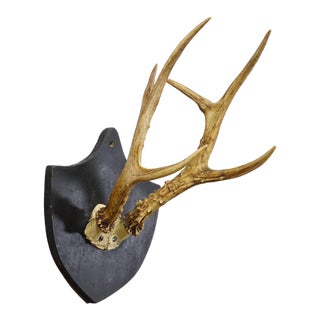 Antique Black Forest Sika Deer Trophy on Black Plaque - Salem Germany 1878 For Sale