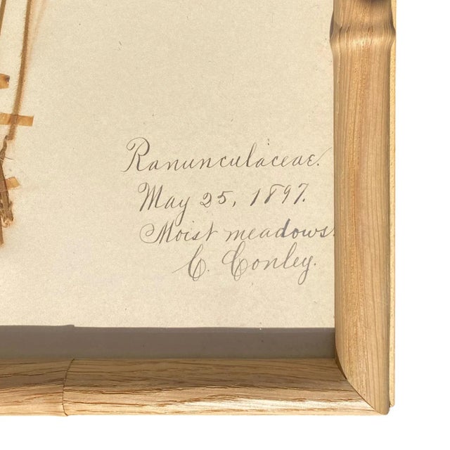 Antique Herbarium Botanicals, 1897 — Set of 10 For Sale - Image 12 of 17