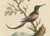 After George Edwards, Large Red and Small Brown Hummingbirds, 18th Century, Print For Sale - Image 3 of 8