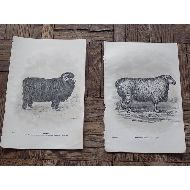 This set of twelve (12) authentic antique 19th century stone lithographs depict American sheep ranching in the late 1800s....