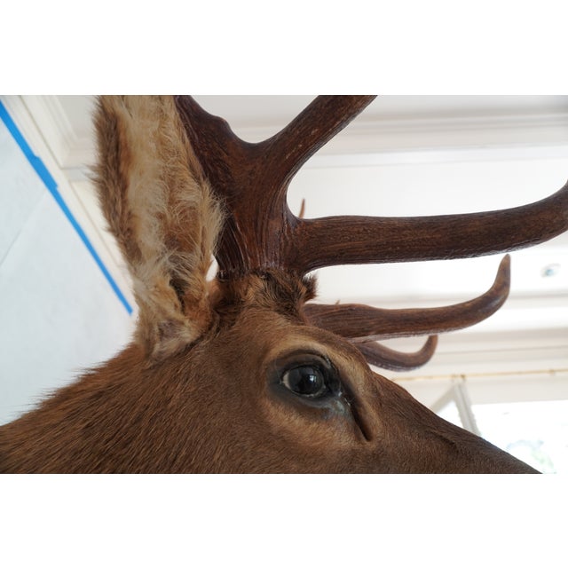 Elk 13 Point Mount Head and Bust For Sale - Image 11 of 18
