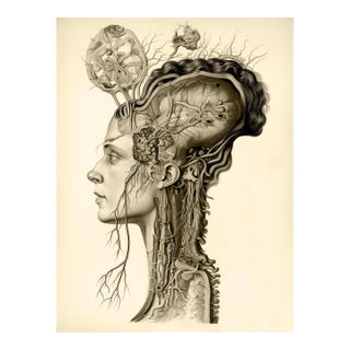 24" X 32" One-of-a-Kind Curiosity 'Portrait of a Woman' - Fine Art Print / Cabinet of Curiosities For Sale