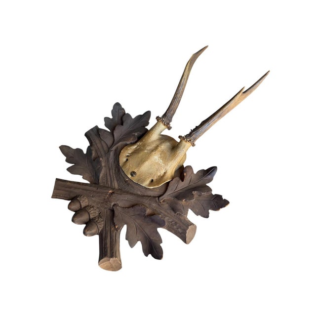 1900 - 1909 Roe Deer Trophy 230 Black Forest Antlers For Sale - Image 5 of 5