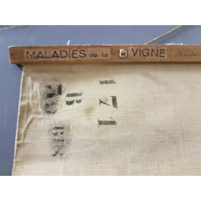 1940s Vintage Disease of the Vines Poster on Toile For Sale - Image 5 of 10