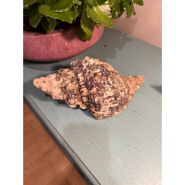Pair Vintage Natural Horse Conch Seashell Specimen Organic Decor For Sale - Image 10 of 16