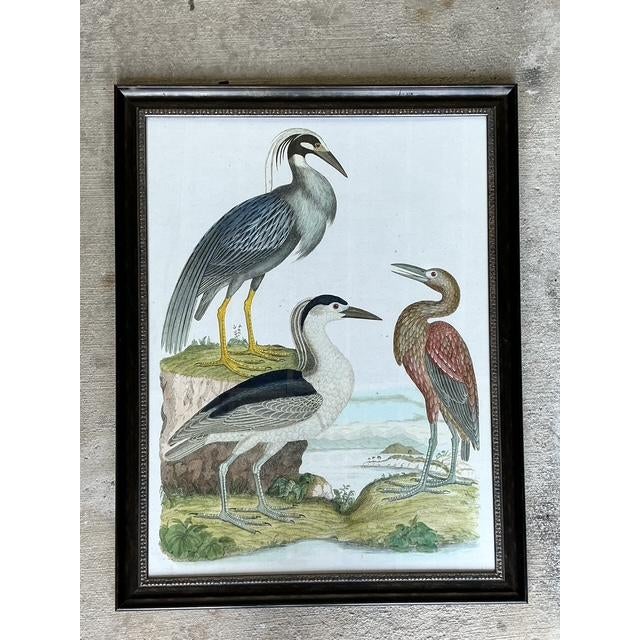 Wood Vintage Audubon Print of Three Birds For Sale - Image 7 of 12