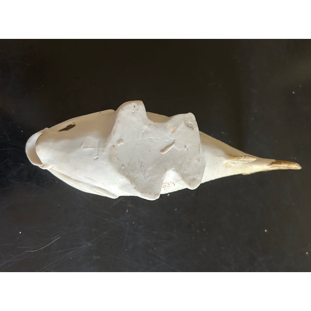 Fish in Biscuit from Heubach & Co, 1940s For Sale - Image 6 of 10
