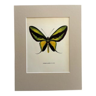 Vintage 1965 Butterfly Print in 11x14 Mat: Ornithoptera Paradisea (Staudinger) For Sale