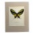 Vintage 1965 Butterfly Print in 11x14 Mat: Ornithoptera Paradisea (Staudinger) For Sale