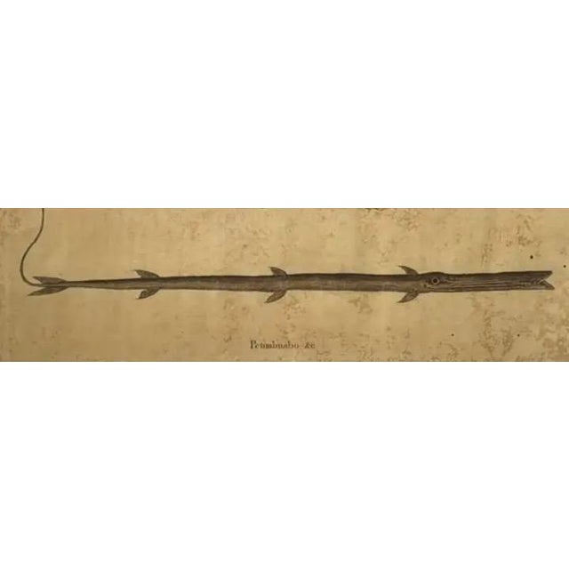 Mark Catesby Engraving, "The Lane-Snapper and the Tobaccopipe Fish" For Sale - Image 4 of 8