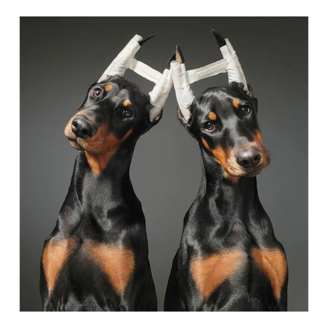 Cosmetic Surgery, Portraits, Black and Brown by Brown For Sale