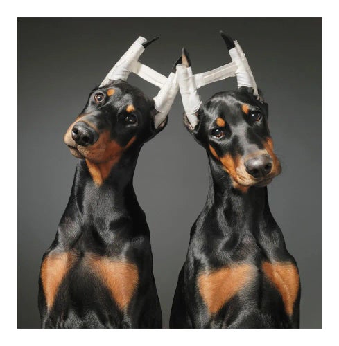 Cosmetic Surgery, Portraits, Black and Brown by Brown