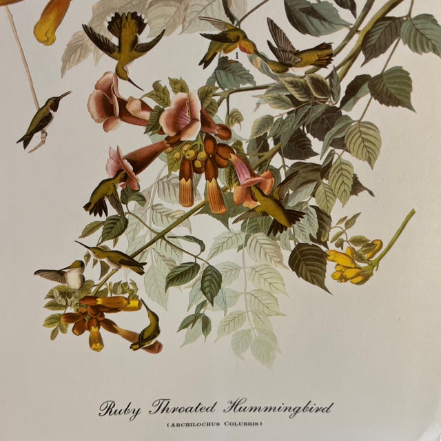 Shabby Chic 1960s After Audubon Ruby Throated Hummingbird Print For Sale - Image 3 of 3