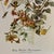 Shabby Chic 1960s After Audubon Ruby Throated Hummingbird Print For Sale - Image 3 of 3