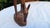 1970s Vintage Wooden Grazing Deer Figurine, 1970s For Sale - Image 5 of 7