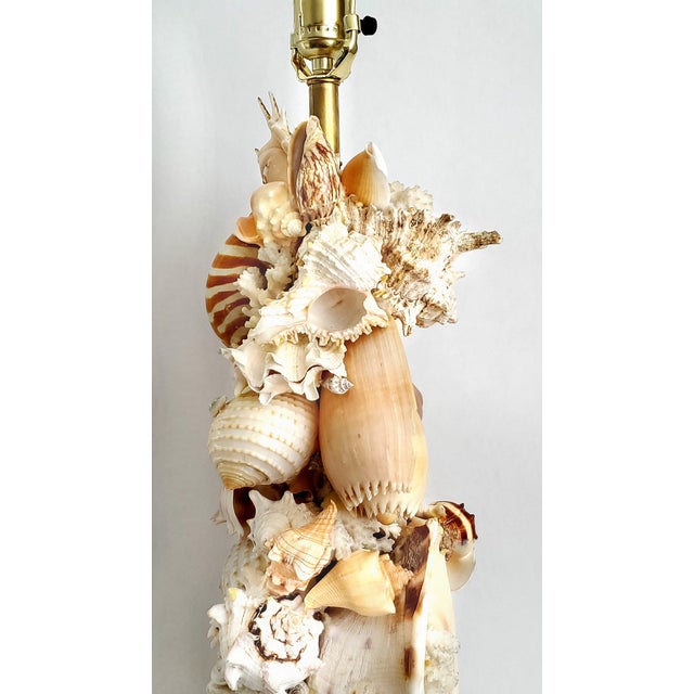 Lamp Real Shells For Sale - Image 10 of 14