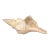 1950s Barnacle Encrusted Horse Conch Shell For Sale