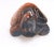 Vintage Hand-Carved Tigers Eye Miniature Turtle - Symbol of Tranquility and Steadfastness; Said to Teach You to Take Your Time and Enjoy Life For Sale - Image 10 of 18