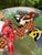1990s Peggy Karr Festive Birds Signed Fused Art Glass Platter For Sale - Image 4 of 8