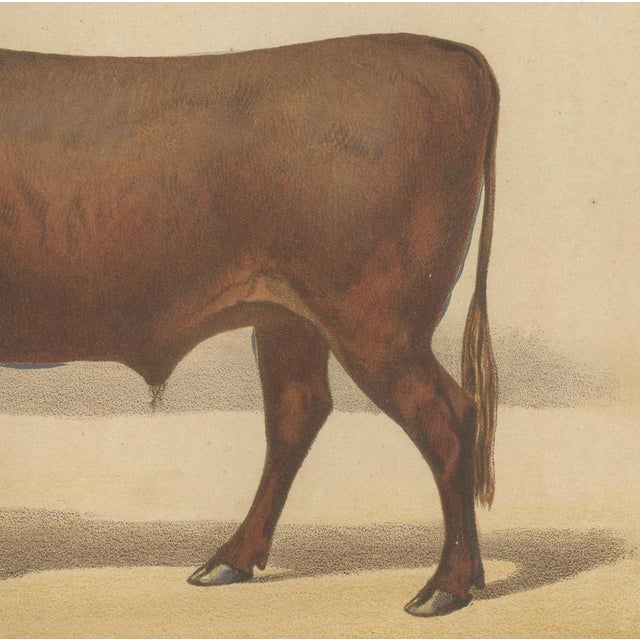 Olivier De Penne, Devon Ox, British Cattle, 1863, Chromolithograph For Sale - Image 6 of 9