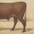 Olivier De Penne, Devon Ox, British Cattle, 1863, Chromolithograph For Sale - Image 6 of 9