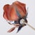 Vintage Italian Handmade Sterling Silver 925 Long Stem Enameled Red Rose, Padua, Italy, 1970s For Sale - Image 13 of 18