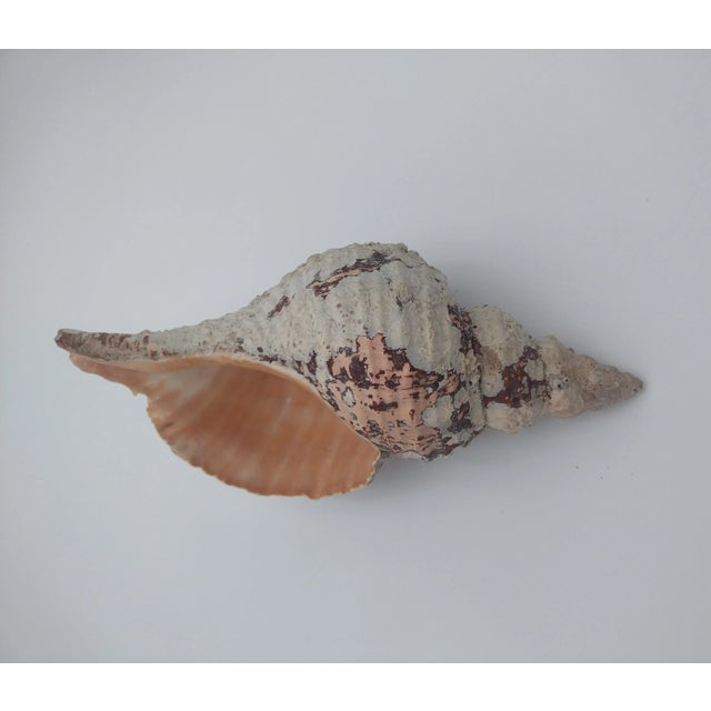 Peach Vintage Horse Conch Shell From the Sea of Cortez – Circa 1970 For Sale - Image 8 of 12