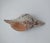 Peach Vintage Horse Conch Shell From the Sea of Cortez – Circa 1970 For Sale - Image 8 of 12